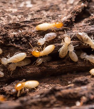 Termite Control