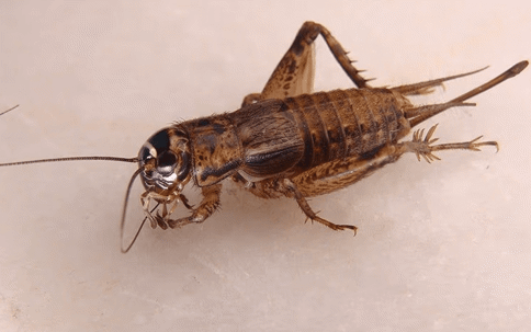 Camel cricket on a white counter
