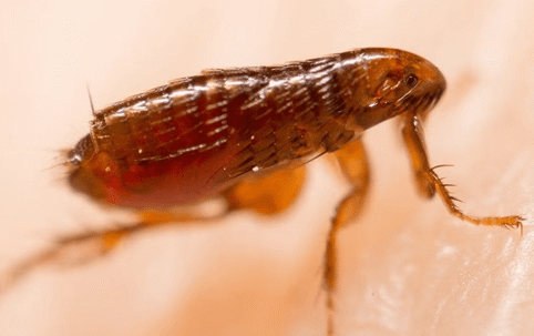 A flea up close on skin