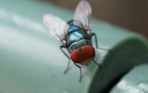 fly on a plastic bottle