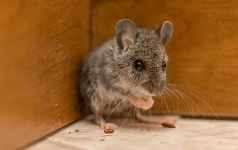 a house mouse in a kitchen cabinet