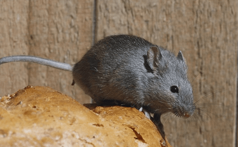 mouse crawling on bread