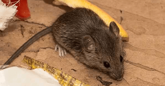 a rodent crawling inside a home