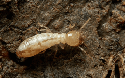 tan termite