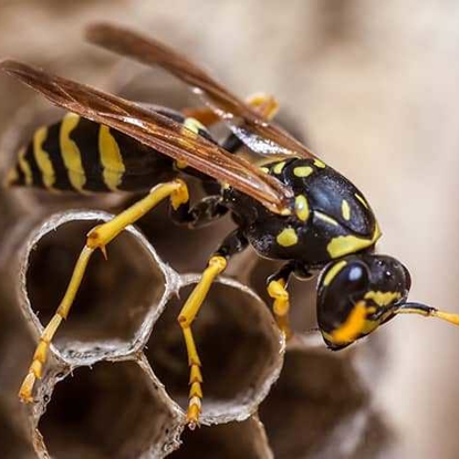 Stinging Insects Photo