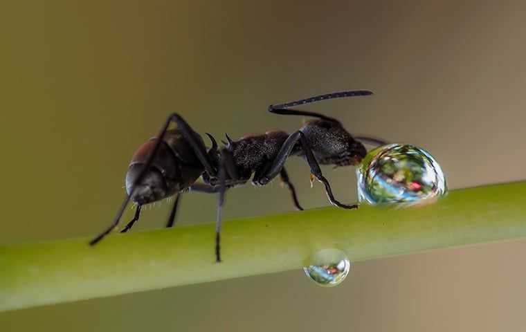 moisture ant with water droplet