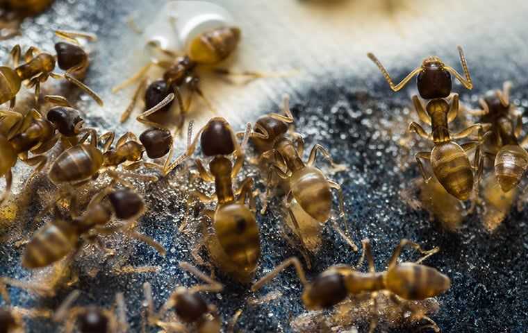 thief ants in home