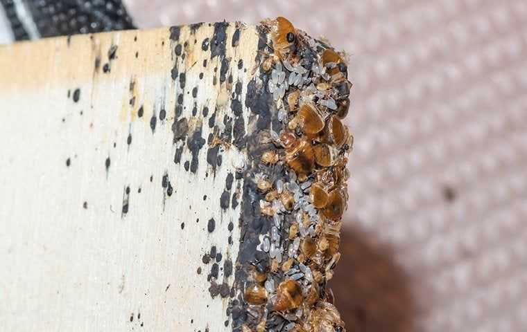 bed bug infestation in a wood bed frame