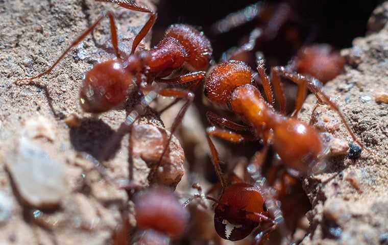 close up of red harvester ants