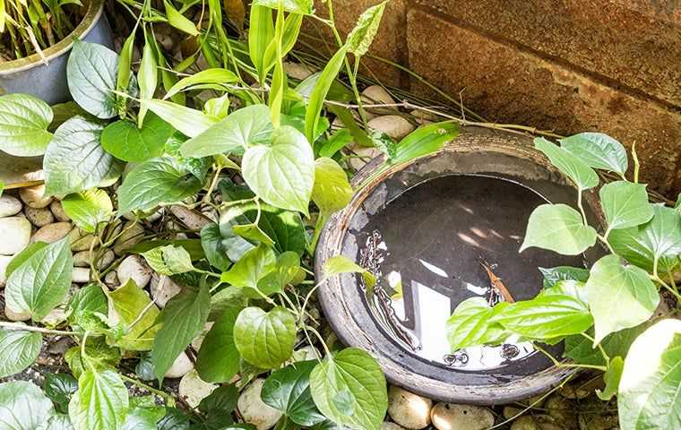 Standing water in a plant pot attracts mosquitoes