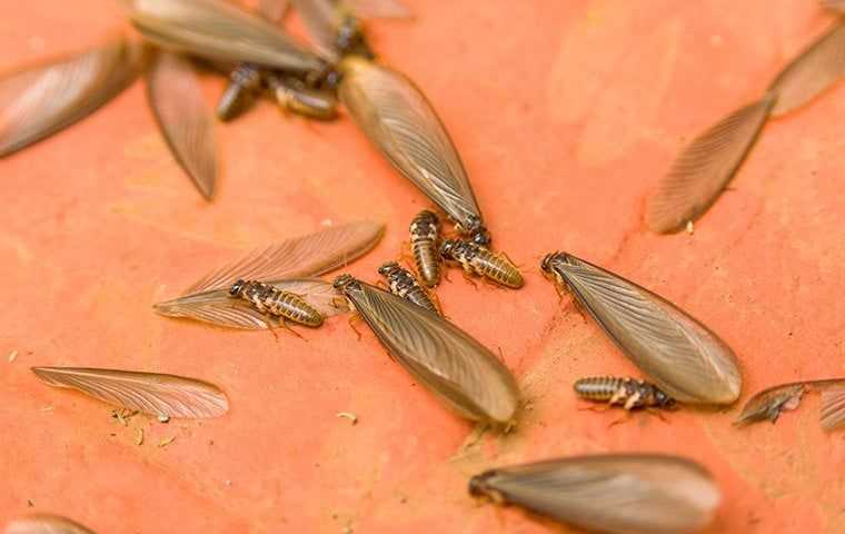 termites with wings all over the ground