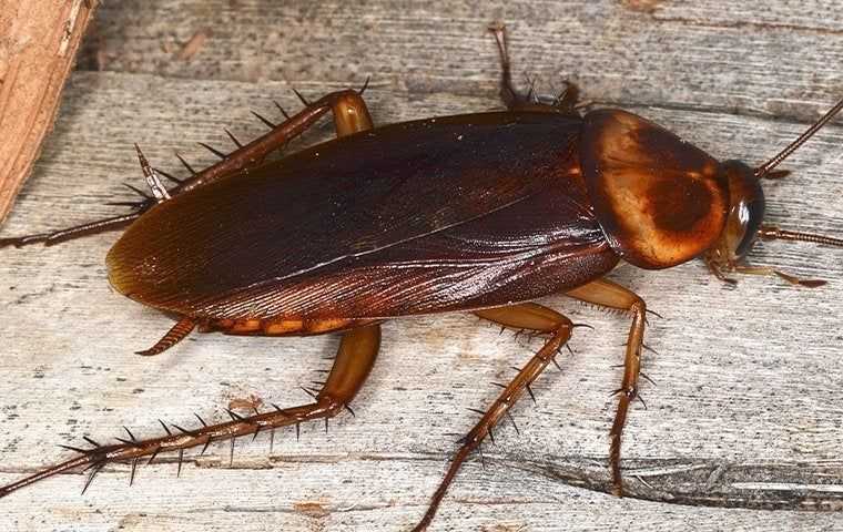 American Cockroach crawling in a kitchen