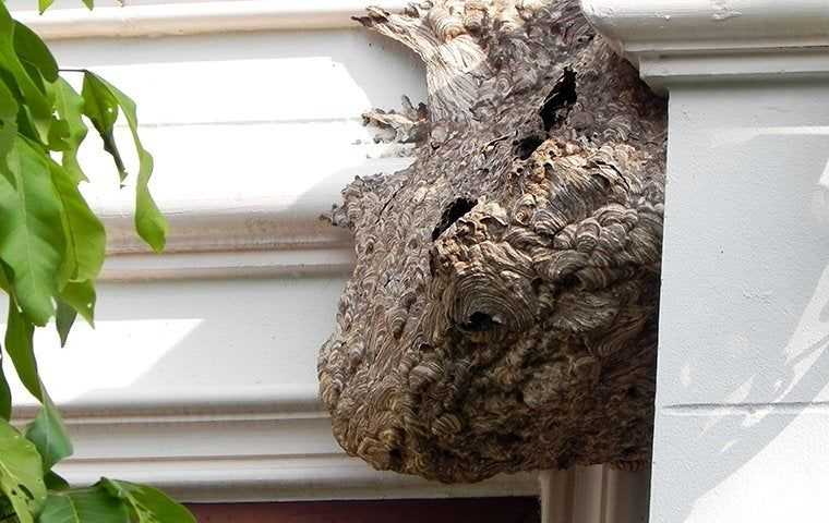 Large wasp nest on a houses eaves