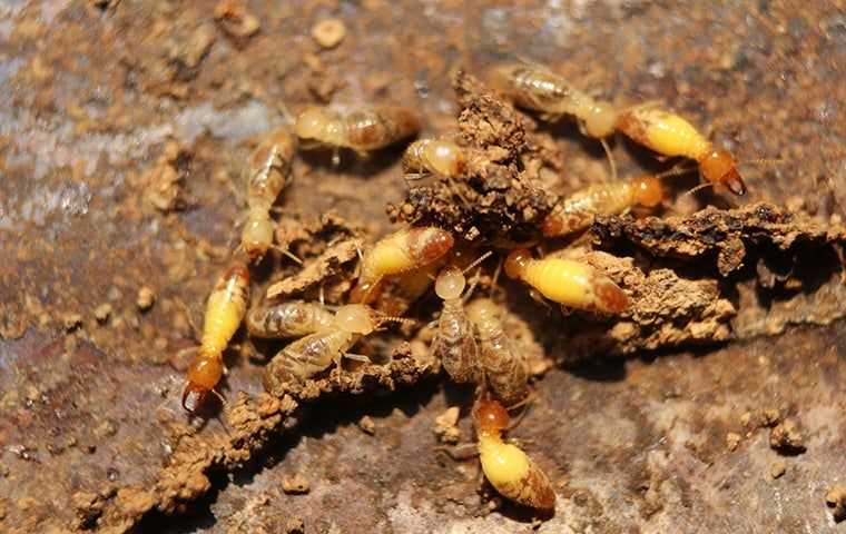 formosan termites near a home in New York