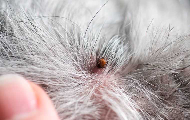 A deer tick on a dog with grey hair