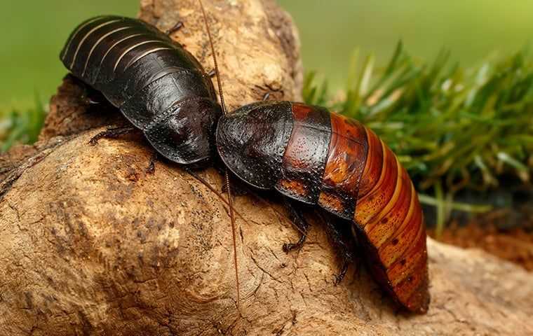 two hissing cockroaches on tree