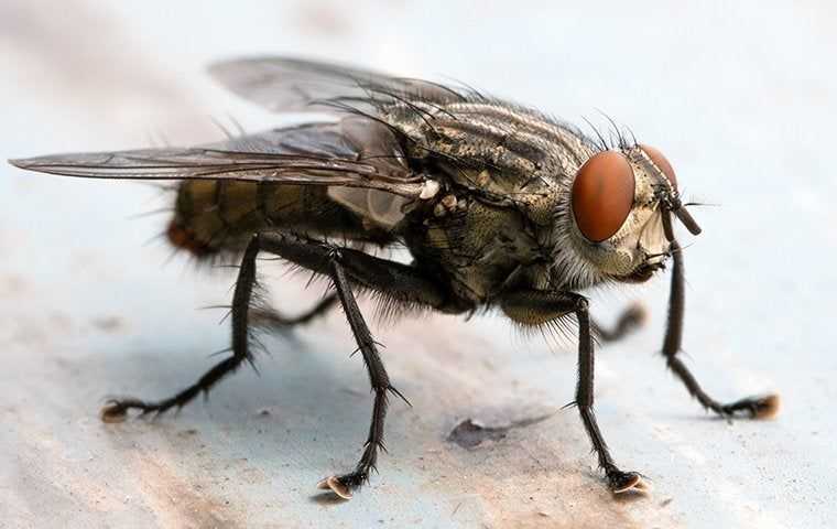 Blow fly landing on a kitchen counter