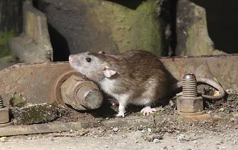 Norway rat near a piece of metal equipment