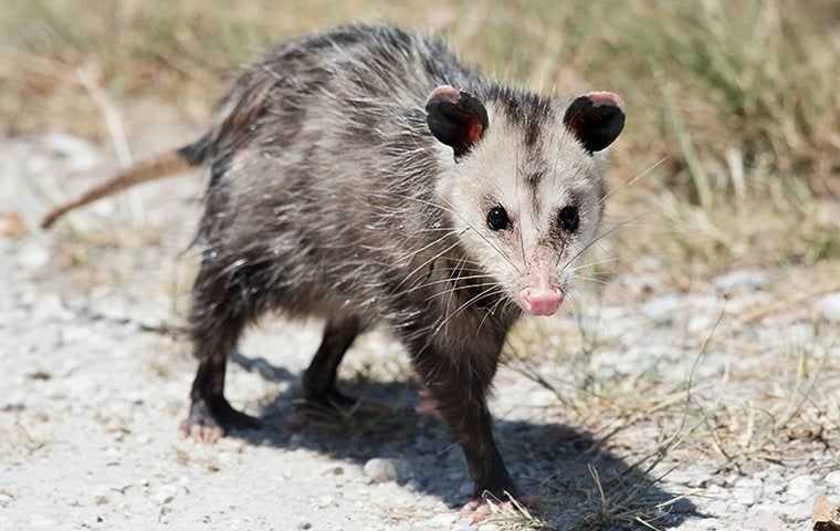 Opossum on a rocky road