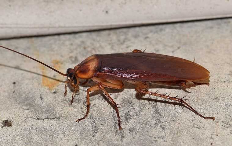 Cockroach crawling in a basement