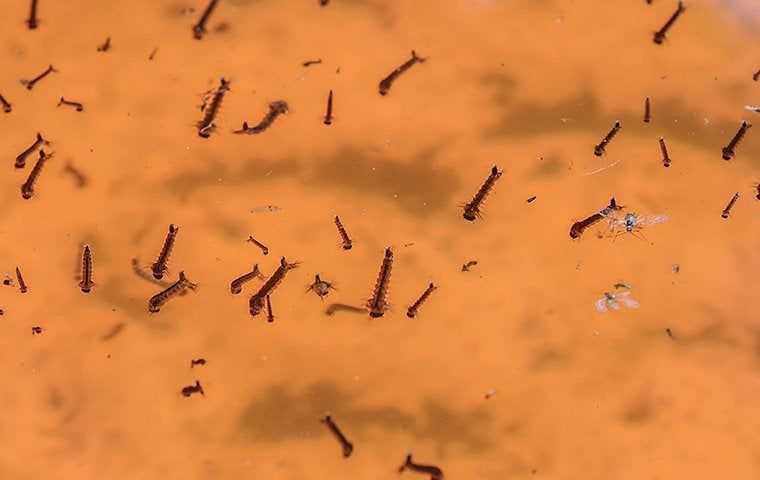 Mosquito larvae's in water