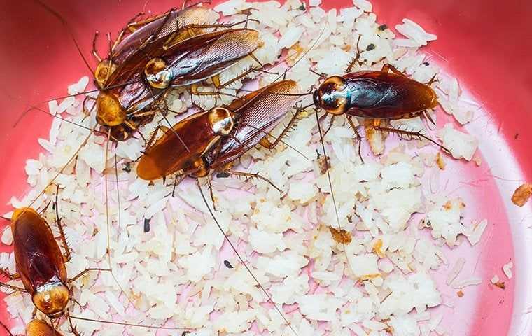 American cockroaches in a bucket of rice