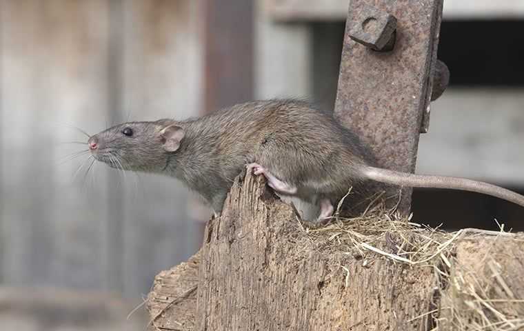 rat on wooden post