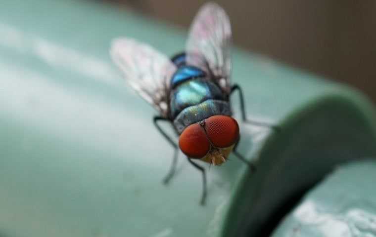 fly on a plastic bottle